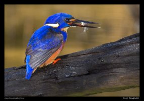 kingfisher2.jpg