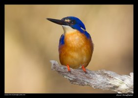 kingfisher1.jpg