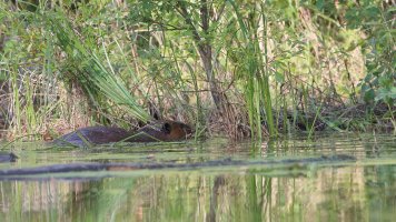 Beaver uprooting bulrushes_33488.JPG