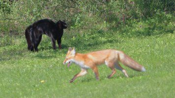 Fox and the cat_33504.JPG