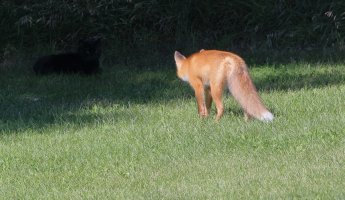 Fox and the cat_33512.JPG