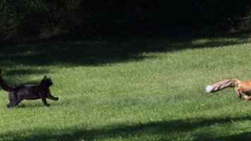 Fox and the cat_33513.JPG