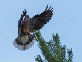 eurasion pidgeon tail  cr                                          _1.JPG