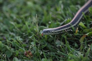 Prairie garter snake_33519.JPG
