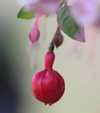 Red flower_33603.JPG