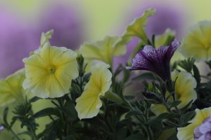 Yellow flower_33596.JPG