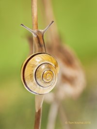 Schnirkelschnecke_MG_7231 V3.JPG