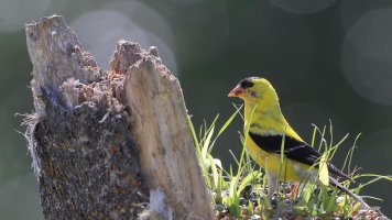 Goldfinch_33543.JPG