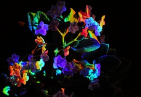 African violets_15695.JPG