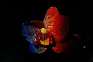 Orchid_15910.JPG