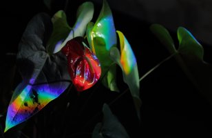 What's it called_15627.JPG