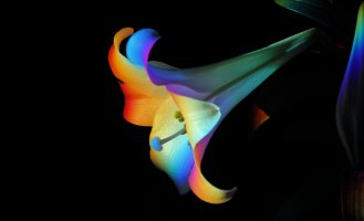 Easter lily_15485.JPG