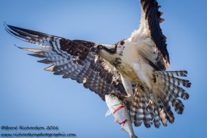 second pass - Copy.jpg