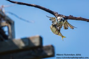 buzz the tower - Copy.jpg