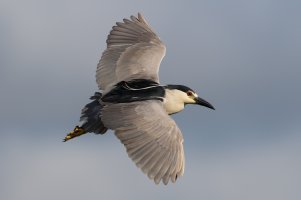 Black-crowned Night Heron (adult) 103.jpg