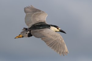 Black-crowned Night Heron (adult) 102.jpg