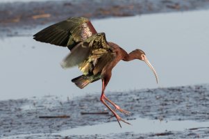 White-faced Ibis 107.jpg