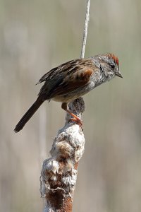Swamp Sparrow.jpg