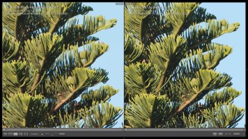 AA filter comparison 1 - 1Ds-III vs 6D.jpg