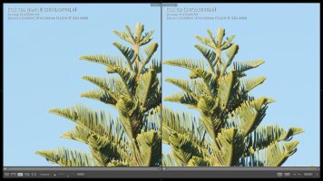 AA filter comparison 2 - 1Ds-III vs 6D.jpg