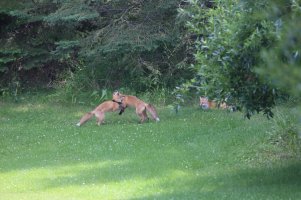 Foxes15.JPG