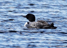 Loon_3Q7A1550-DxO_best.jpg