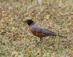 AmericanRobin_3Q7A1654-DxO_AmericanRobin.jpg