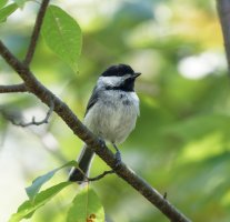 Chickadee_3Q7A1674-DxO_Chickadee.jpg