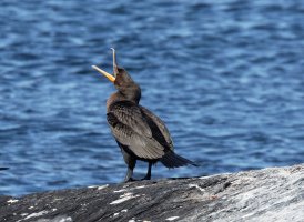 CormorantOpenBeak_3Q7A1773-DxO_cormorant.jpg