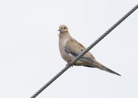 Dove_3Q7A1669-DxO_Dove.jpg