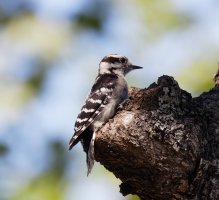 woodpecker_3Q7A1718-DxO_Woodpecker.jpg