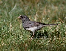 dark-eyedjunco_3Q7A1903-DxO_CR.jpg