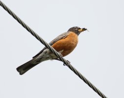 Robin+flies_3Q7A2024-DxO_best.jpg