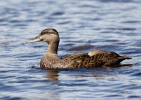 americanblackduck_3Q7A1929-DxO_.jpg