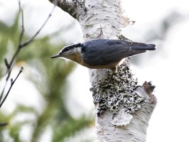 nuthatch_3Q7A2032-DxO_best.jpg