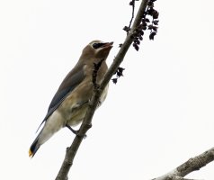 cedarwaxwing_3Q7A2335-DxO_good.jpg