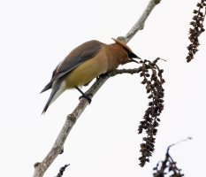 cedarwaxwing_3Q7A2354-DxOgood.jpg