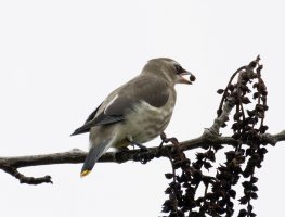 cedarwaxwing_3Q7A2370-DxO_good.jpg
