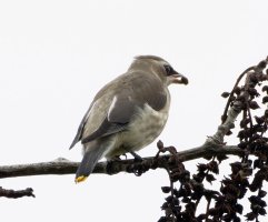 cedarwaxwing_3Q7A2371-DxOgood.jpg