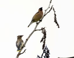 cedarwaxwing_3Q7A2384-DxOgood.jpg