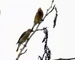 cedarwaxwings_3Q7A2387-DxO`_good.jpg