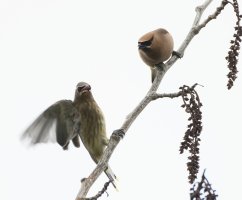 cedarwaxwings_3Q7A2395-DxO_good.jpg