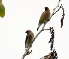 cedarwaxwings_3Q7A2397-DxOgood.jpg