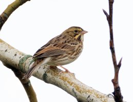 Nelsonssparrow_3Q7A2308-DxObest.jpg