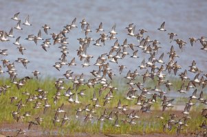 Sandpipers_3Q7A2418_DxO-Best_AtEvangeline_small.jpg