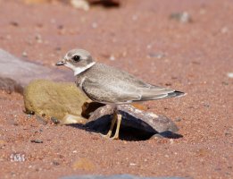 semipalmatedplover_3Q7A2464_DxO-.jpg