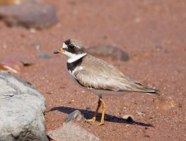 semipalmatedplover_3Q7A2466_DxO-semipalmatedplover.jpg