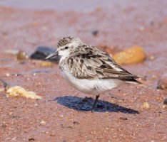 semipalmatedsandpiper_3Q7A2555_DxO-semipalmatedsandpiper.jpg