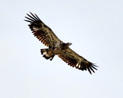 Goldeneagle_3Q7A2596_DxO_small.jpg