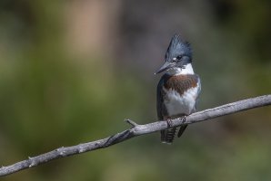 1339549-2.jpg